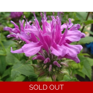 Monarda 'Bee Pretty'